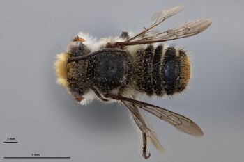 Media type: image;   Entomology 790897 Aspect: habitus dorsal view